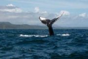 Падение биткоина до $10 200 привлекло внимание «китов»