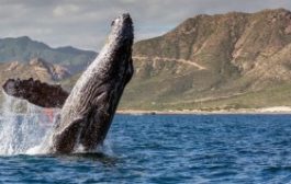 Отчет: В сентябре резко выросло количество «эфириум-китов»