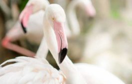 DeFi-протокол Flamingo.Finance начал распределять свои токены среди инвесторов