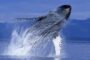 Отчет: Количество «китов» выросло на фоне недавнего ралли биткоина