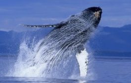 Отчет: Количество «китов» выросло на фоне недавнего ралли биткоина
