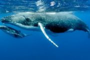 Кошельки «китов» аккумулировали максимальное в этом году количество токенов LINK