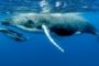 Кошельки «китов» аккумулировали максимальное в этом году количество токенов LINK