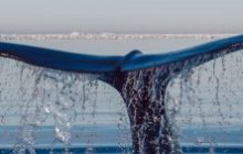 Институционалы предпочитают покупать биткоины на внебиржевых платформах
