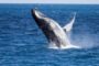 Отчет: Доля эфира, удерживаемого «китами», в ноябре сократилась до 4,5%