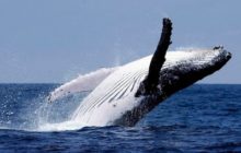Отчет: «Киты» готовятся к массированной распродаже биткоинов