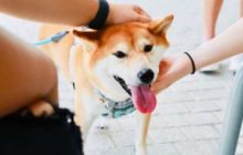 Разработчики вернулись к работе над Dogecoin