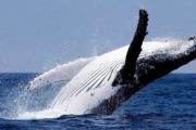 Отчет: Всего за один день «киты» купили более 1 млн эфира