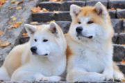У Dogecoin появились подражатели, показывающие внушительный рост