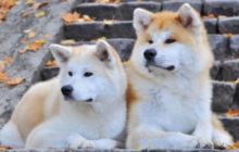 У Dogecoin появились подражатели, показывающие внушительный рост