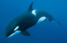 Whale Alert: Криптокит перевел 139,3 млн монет XRP