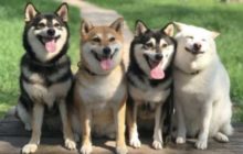 Вложенные 37 ETH в токен Shiba Inu 9 месяцев назад выросли в позицию на $2 млрд