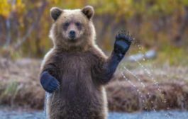 Аналитики признают, что рынок биткоина становится медвежьим