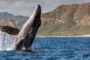 Отчет: «Эфириум-киты» придерживаются накопительной тактики