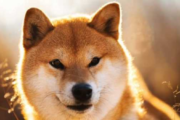 Shiba Inu потребляет рекордное количество газа в сети Ethereum