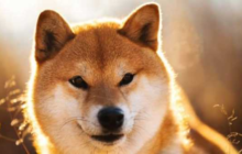 Shiba Inu потребляет рекордное количество газа в сети Ethereum