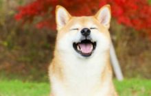 DEX Shibaswap за неделю смогла привлечь $1,5 млрд