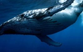 Число биткоинов, удерживаемых «китами», выросло до двухмесячного максимума