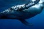 Число биткоинов, удерживаемых «китами», выросло до двухмесячного максимума