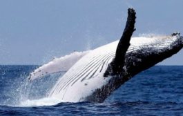 Отчет: За пять недель «киты» приобрели 130 000 биткоинов