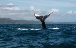 Биткоин-киты запасаются монетами на падении цены