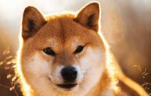 Shiba Inu обошла популярные криптовалюты по капитализации