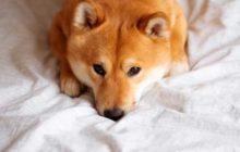 Крупнейшая ближневосточная криптобиржа Rain провела листинг Shiba Inu